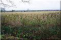 Field of maize near Rodbaston Campus