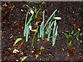 Snowdrops 3rd Jan 2016