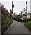 Pollarded trees, Boulsden Lane, Newent