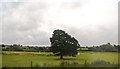 Tree by the River Ise