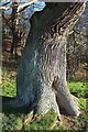 Tree in Sheringham Park