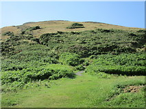 SN1952 : Path up Foel-y-Mwnt by Jonathan Thacker