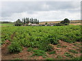 Field of potatoes and South Farm