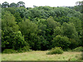 Woodland south-east of Leek, Staffordshire