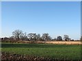 Bramley Wood: from a distance