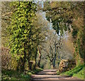 Lane at Faccombe, Hampshire