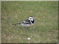 NX1080 : Pied Wagtail, Old Smyrton Glenapp by Billy McCrorie