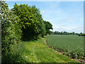 Behind the hedge, Chivers Road