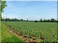 Field of beans