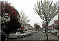 Charter Avenue in bloom