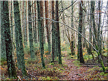NH6455 : Scots Pine and Silver Birch, Bellton Wood by Julian Paren