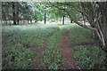 SP4018 : Track in King's Wood by Bill Boaden