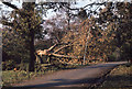 Storm damage in Goffs Park (1)