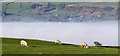 NZ0835 : Sheep grazing north of Howlea Lane by Trevor Littlewood