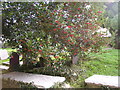 Graves and Holly at Church of St Ystyffan, Llansteffan