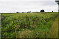 A field of peas near Stonesfield