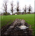 Five trees in a Colwall playing field