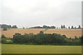 Woodland in the Lea Valley