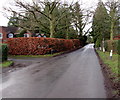 Brown hedge, Mathon Road, Colwall