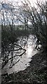 Remains of the Somerset Coal Canal looking west below Coleford