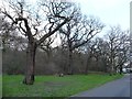 Trees along Inks Green, Chingford Hatch [1]