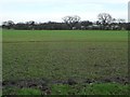 Trees on a field boundary, west of Brickyard Farm