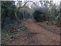 Tree felling along the Whistle Way, Enderby