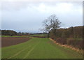 Crop field and hedgerow near Swan House Farm