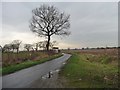 Tree alongside Lynwith Lane