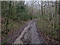 Bridleway down Juniper Bottom