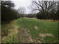 Bridleway on Ashtead Common