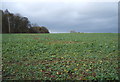 Crop field off Middridge Road