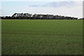 ST9495 : Arable field near Ashley by Philip Halling