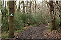 TQ3299 : Path in Whitewebbs Wood by Peter Trimming