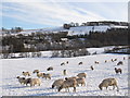 East Allen Dale below Prospect Hill