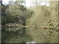 Trees and reflections in the lake on the Trelissick Estate