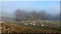 Sheep pasture above the Dulas, 2