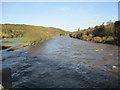 River Tweed in Flood