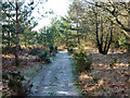 Path on Bramshott Chase