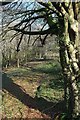 Woodland near Lodge Hill