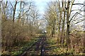 Muddy Track in Langshawe Wood