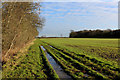 Towards Ribston Big Wood