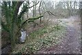 Footpath south of Mouldsworth