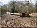 Fallen beech, Epping Forest