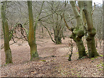 TQ4399 : Old Pollards, Epping Forest by Robin Webster