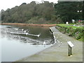 The Swan Pool, Falmouth