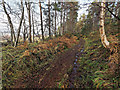 NH5844 : Forest Path by valenta