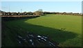 SX2768 : Field near Foredown Park by Derek Harper