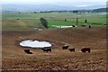 Mixed farming at Craigton