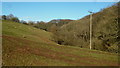 Castle Wood dingle